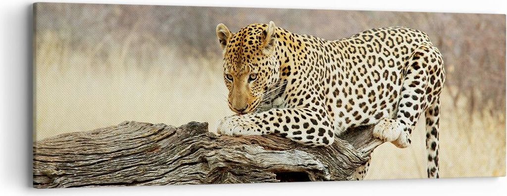 Bild auf Leinwand - Leinwandbild - Afrika Leopard Katze Safari - 90x30cm - Wand Bild - Wanddeko - Leinwanddruck - Bilder - Kunstdruck - Wanddekorat...