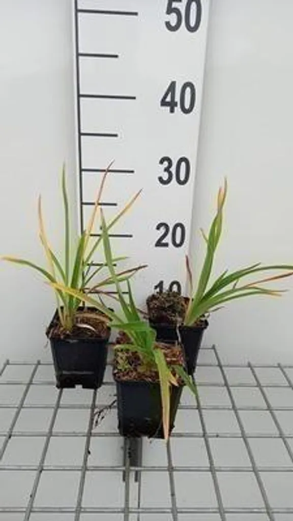 Hémérocalle hybride Baley Hay orange - 6 plantes en pot 9 cm robustes