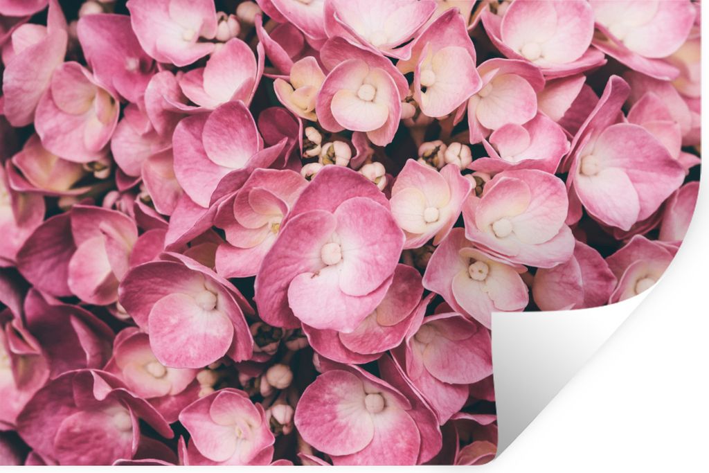 MuchoWow - Selbstklebend - Fototapeten