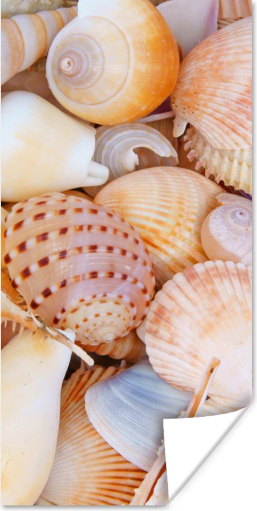 MuchoWow Poster Muscheln - Strand - Sommer - Orange 60x120 cm - Wandschmuck