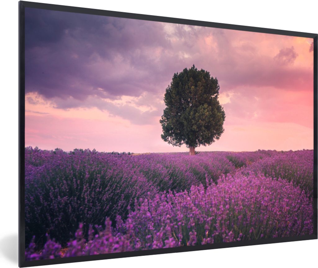 MuchoWow Gerahmtes Poster Lavendel - Lila Blumen - Baum - Natur 60x40 cm - Poster mit Schwarzem Bilderrahmen Wandposter Rahmen Foto Bilder - Prin...
