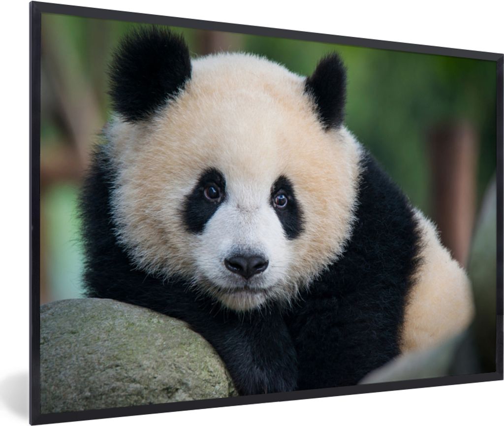 MuchoWow Gerahmtes Poster Panda - Wildtiere - Porträt - Stein 30x20 cm - Poster mit Schwarzem Bilderrahmen Wandposter Rahmen Foto Bilder - Kunst...