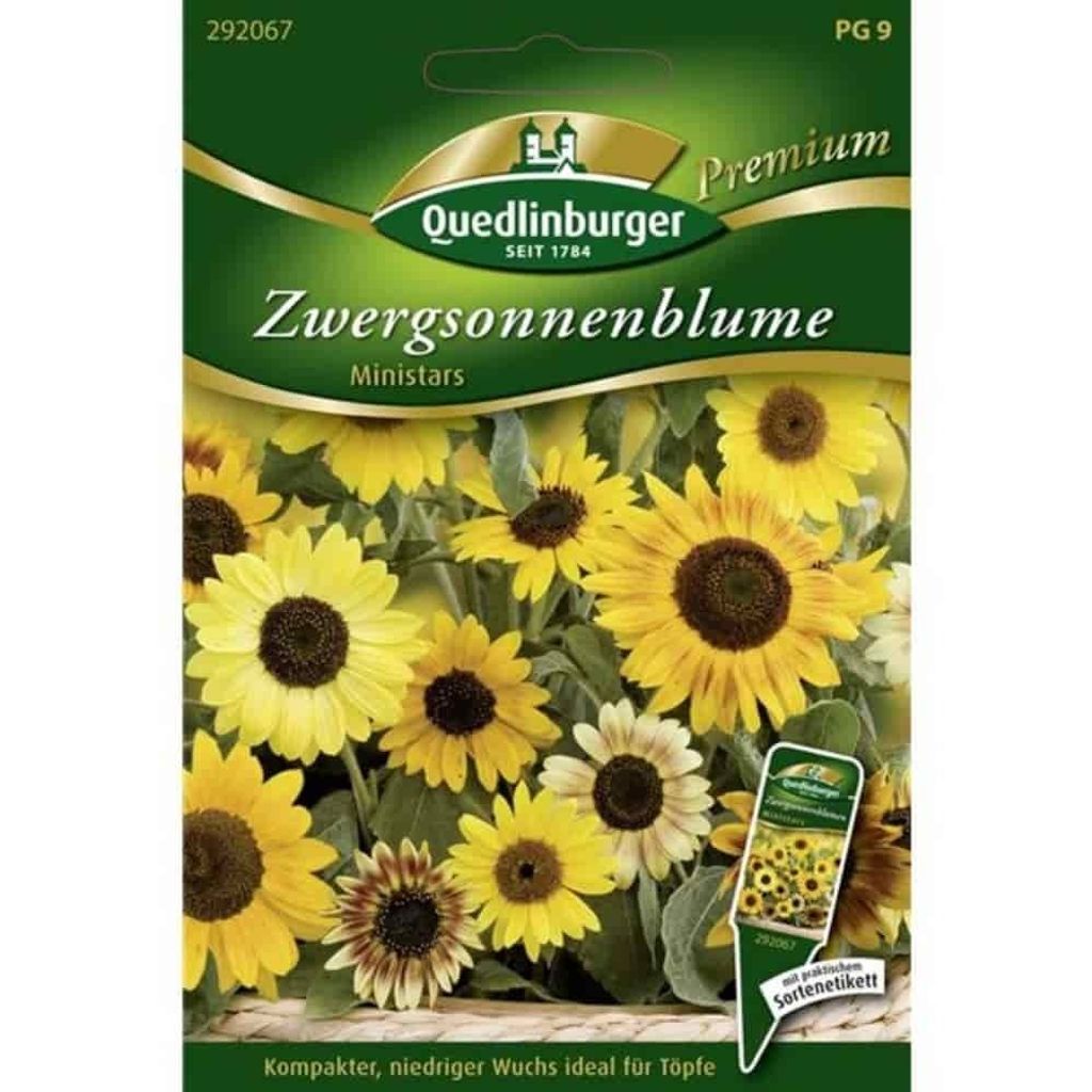 Quedlinburger Saatgut - Słonecznik karłowy Ministars - Zdjęcie produktu 