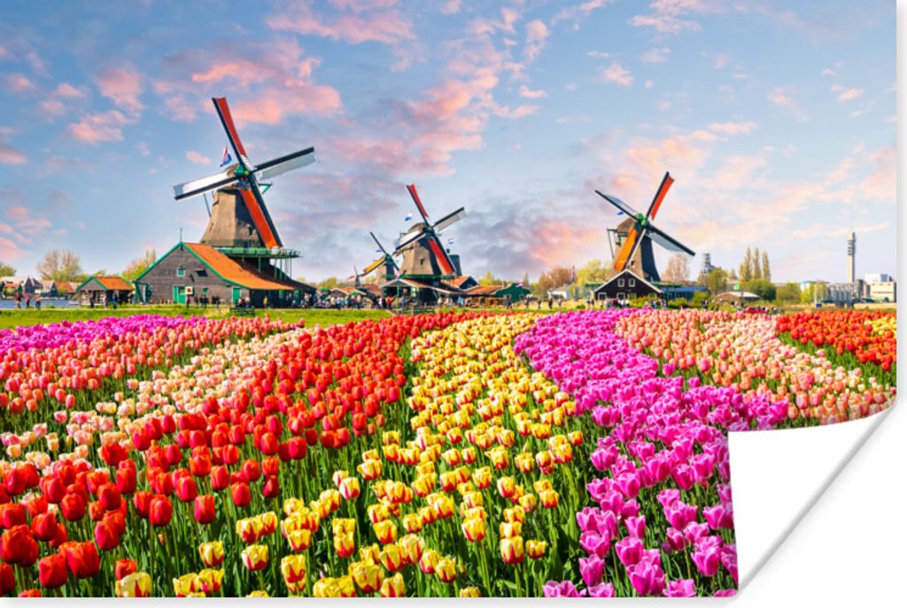 MuchoWow Poster Windmühle - Blumen - Zaanstad 120x80 cm - Bilder