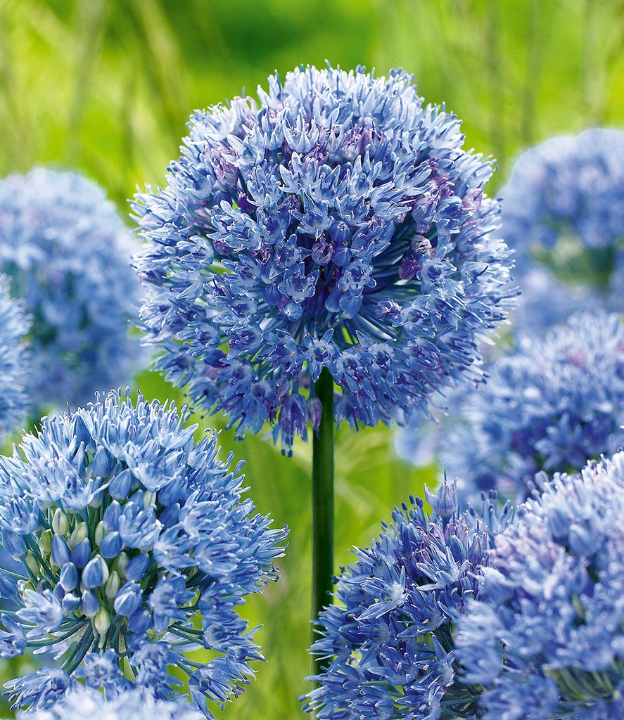 BALDUR-Garten 20x Allium 'Azureum', Zwiebeln mit Umfang 4-5 Produktbild 