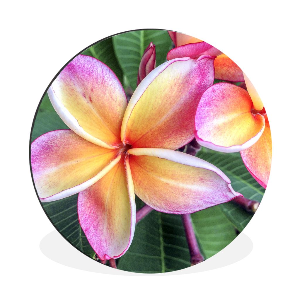 MuchoWow Aluminium Wandkreis Bunte Plumeria-Blüten in Singapur Ø 60 cm Wanddeko Modern Wohnzimmer - Wand Kreis - Wandbild - Schlafzimmer - Alum...