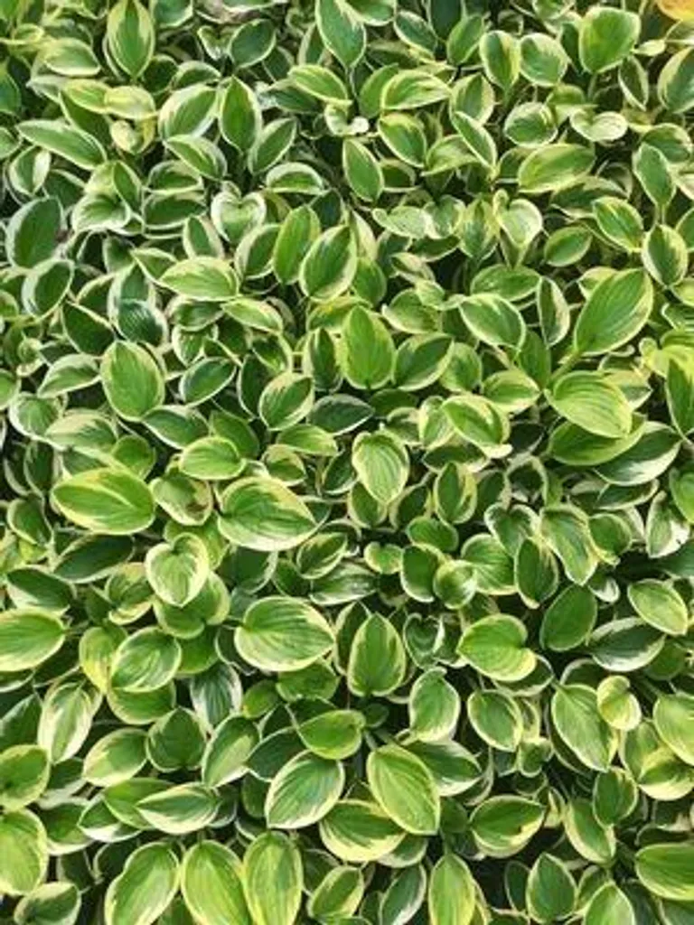 Plante Vivace d'Ombre Hosta Brim Cup - Lot de 6 Godets de 9 x 9 cm
