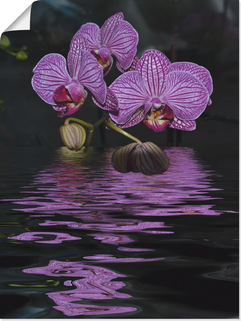 ARTland Poster Wasserorchidee Größe: 30x40 cm