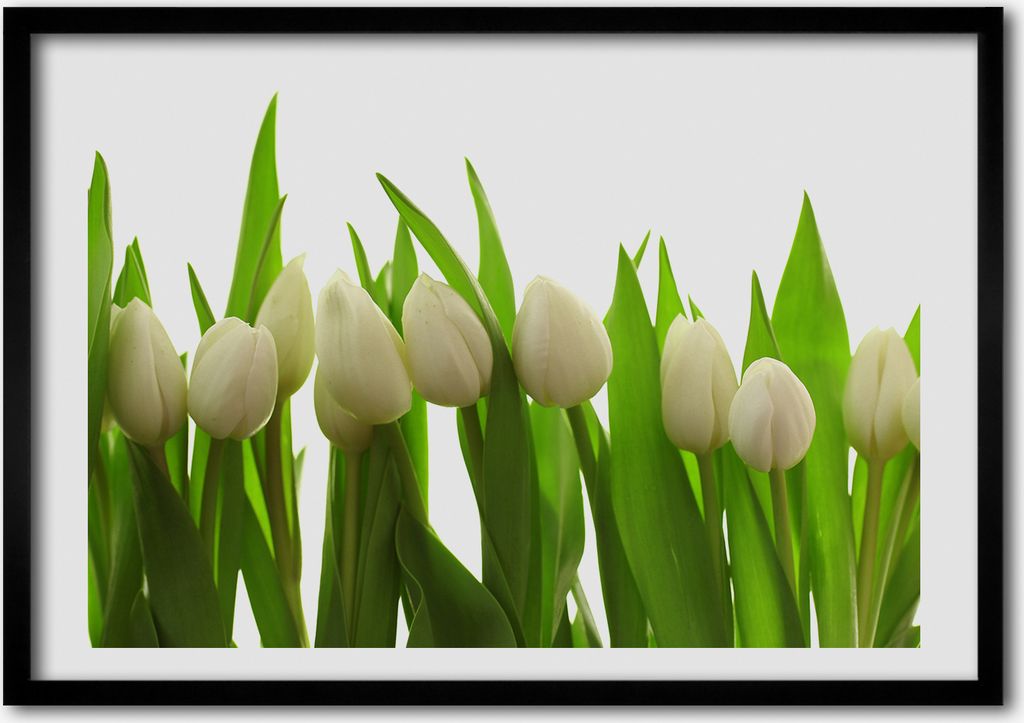 Bild - Bilder - Bilderrahmen - 70 cm x 50 cm - MDF-Rahmen, Wandkunst weiße Tulpen