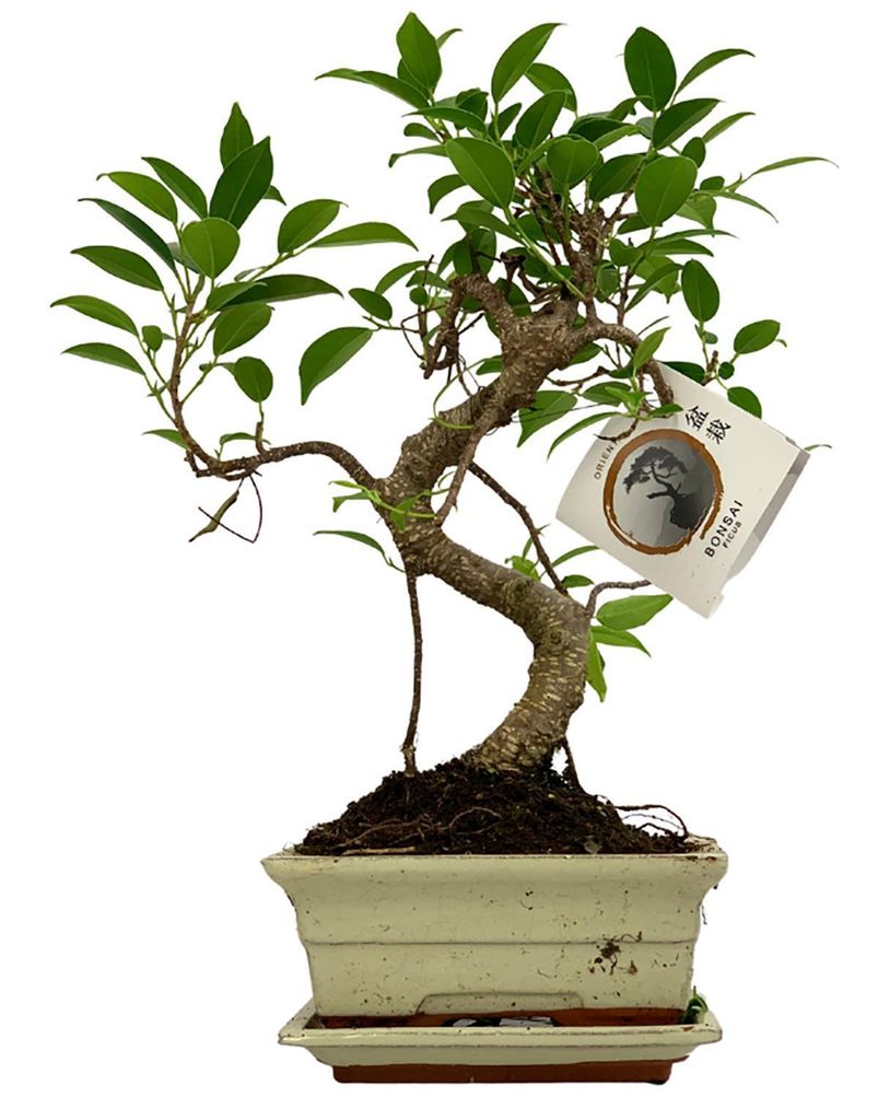 Zynesflora Bonsai Baum S-Form Keramik Schale Ø 15 cm - Höhe: 30-35 cm - Luftreinigende Zimmerpflanze Dekoration Entspannung