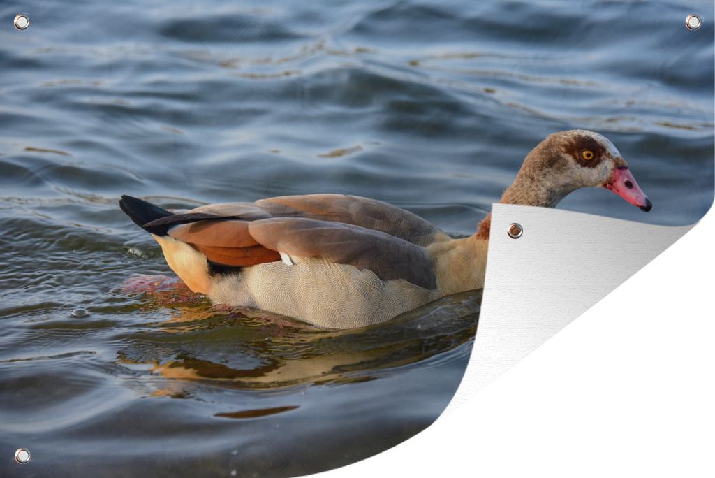 MuchoWow 90x60 cm Outdoor-Poster Gartendeko Sichtschutz Garten Poster für den Garten Nilgans in einem Pfund