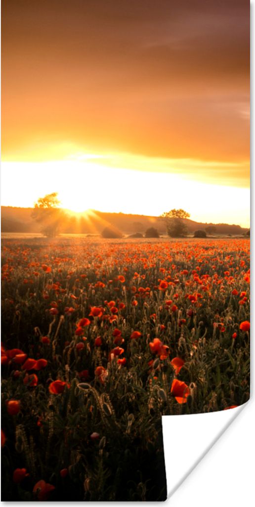 MuchoWow Poster Sonnenuntergang über den Mohnblumen in England 75x150 cm - Dekoration für die Wände
