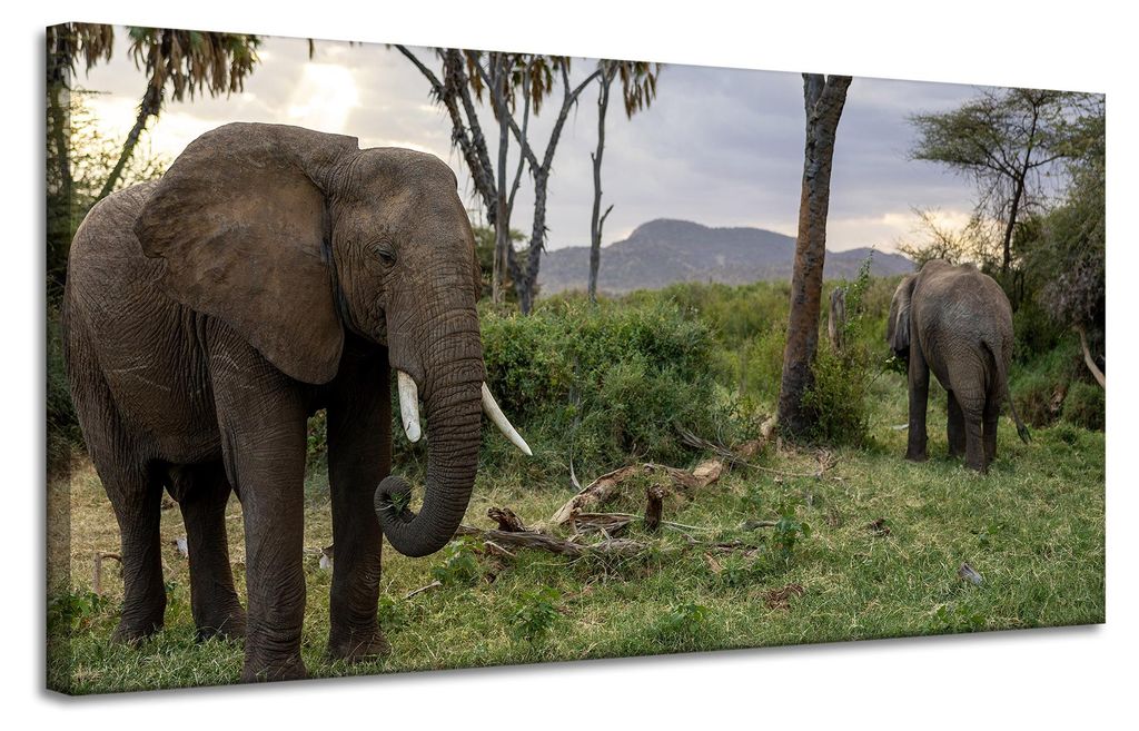 Leinwanddruck Tiere Elefanten Savanne 120x60