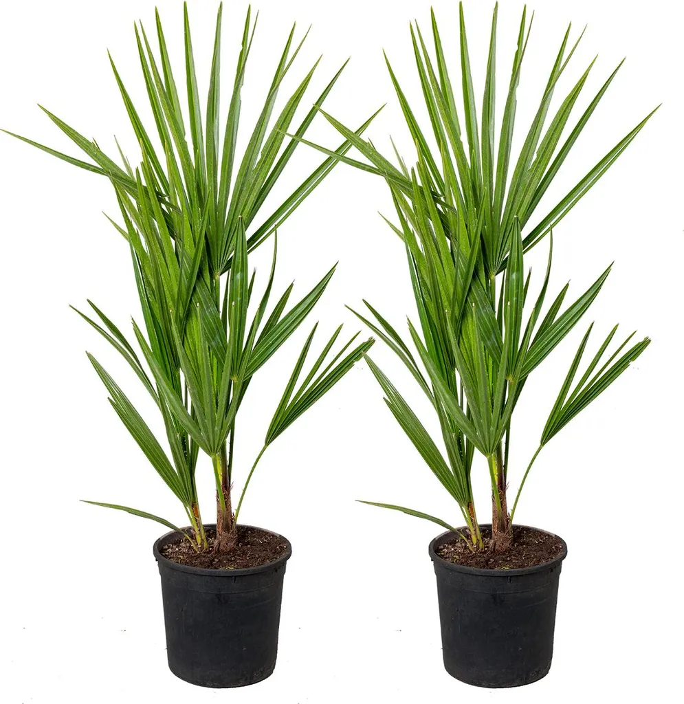 Palmier Nain Chamaerops Humilis - Lot de 2 Plantes Robustes Anti-Gel