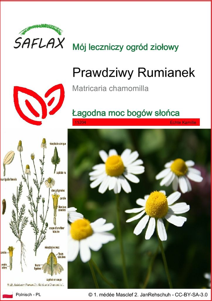 SAFLAX - Prawdziwy Rumianek - 300 Nasiona - Matricaria Zdjęcie produktu 