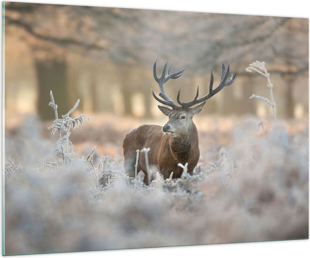 Bilder auf glas - Hirsch Wald Natur - 100x70cm - Glasbilder - Wandbilder - Kunstdruck - zum Aufhängen bereit - Wanddekoration aus Glas - Glas Bild...