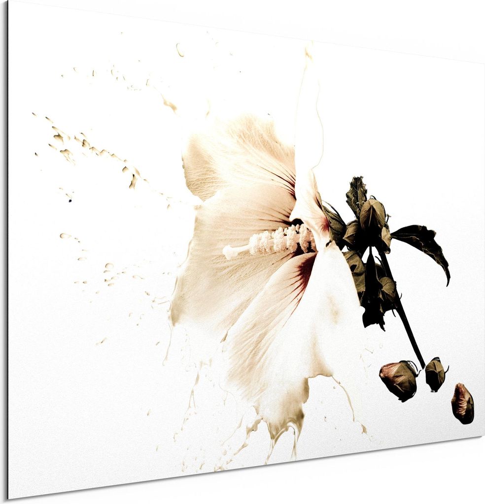 DEQORI Alu-Dibond Bild Weiß 60x40 cm 'Milchige Blüte' Wandbild Metall dünn Design