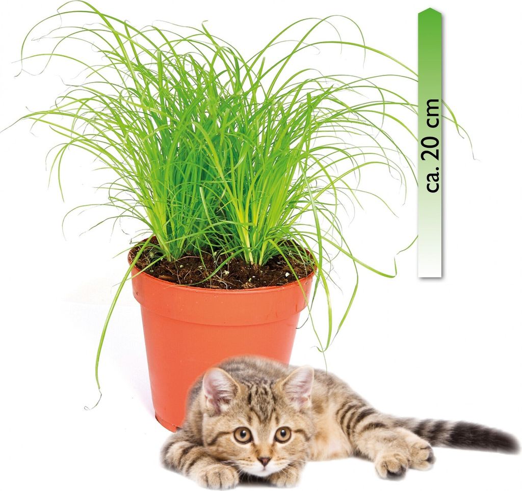 Cyperus zumula, im 12er Topf, Katzengras, Höhe ca. 20cm