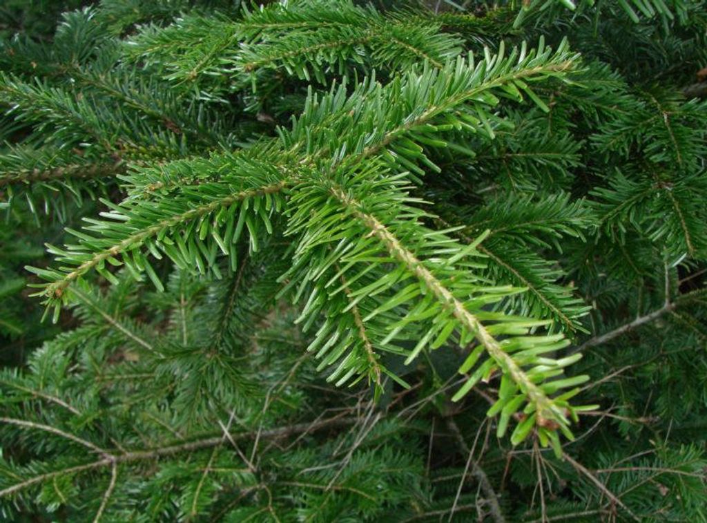 Weißtanne Abies alba 40–60 cm | 5 Jahre | Verschulte Produktbild 