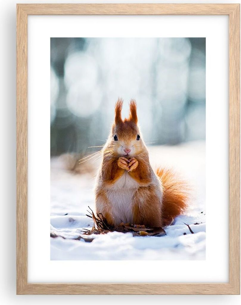 Gerahmtes Poster - Rahmen in heller Eiche - Eichhörnchen Winter Schnee Essen - 30x40 cm - Wand Bild - Wanddeko - Wandbilder - Wandposter - Bilderr...