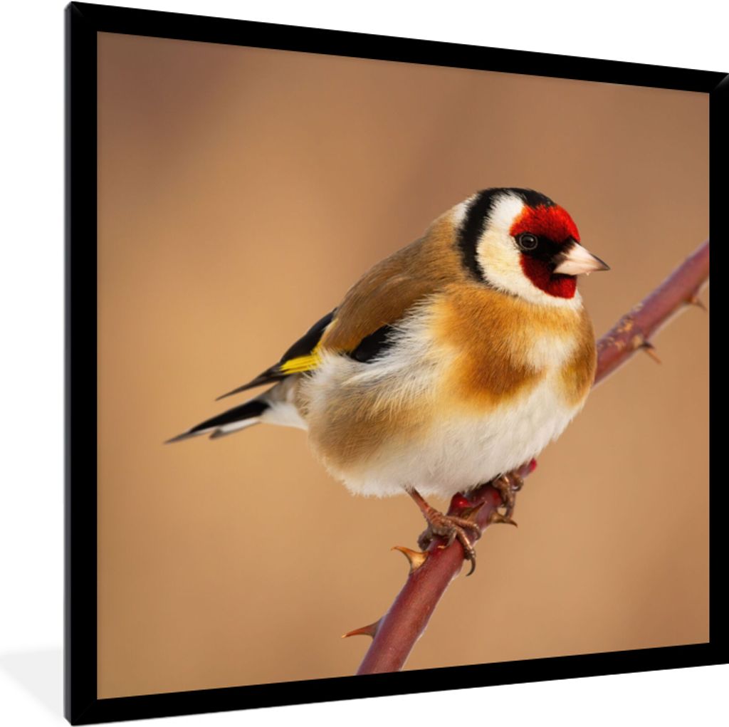 MuchoWow® Gerahmtes Poster Kropftaube - Vogel - Tiere 40x40 Produktbild 
