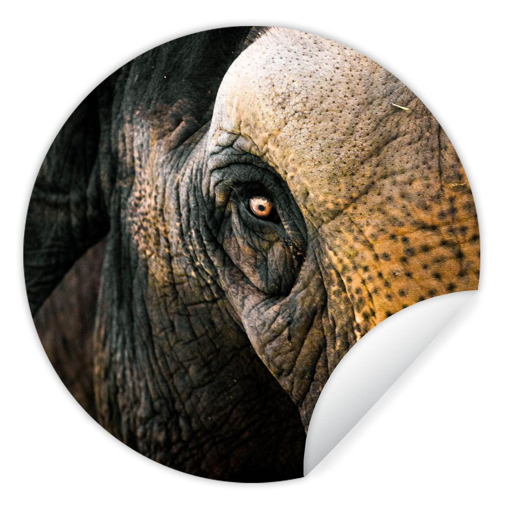 MuchoWow Runde Wandtattoo - Wandsticker Tapete Aufkleber Elefant - Nahaufnahme - Tiere - Natur Ø 30 cm Selbstklebend und Repositionierbar - Wand...