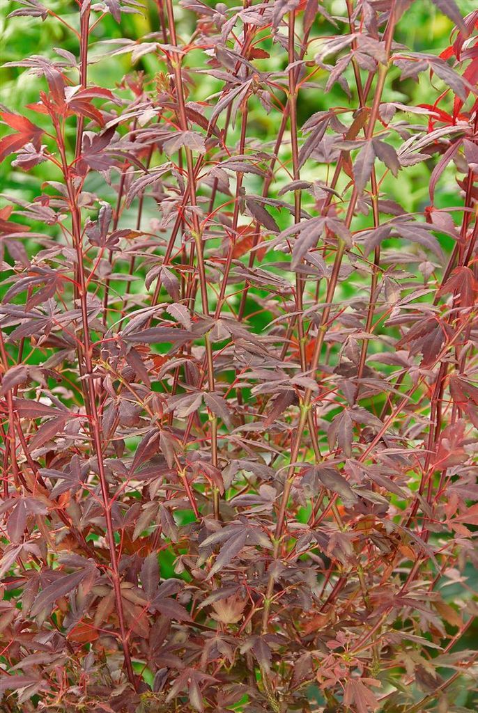 Acer palmatum 'Brand's Dwarf', Japanischer Ahorn, kompakt, 60–80 cm