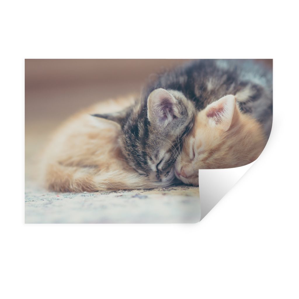 MuchoWow Wandtattoo Wandsticker Wandaufkleber Schlafende Kätzchen 30x20 cm Selbstklebend und Repositionierbar - Wierderverwendbar - Selbstklebend