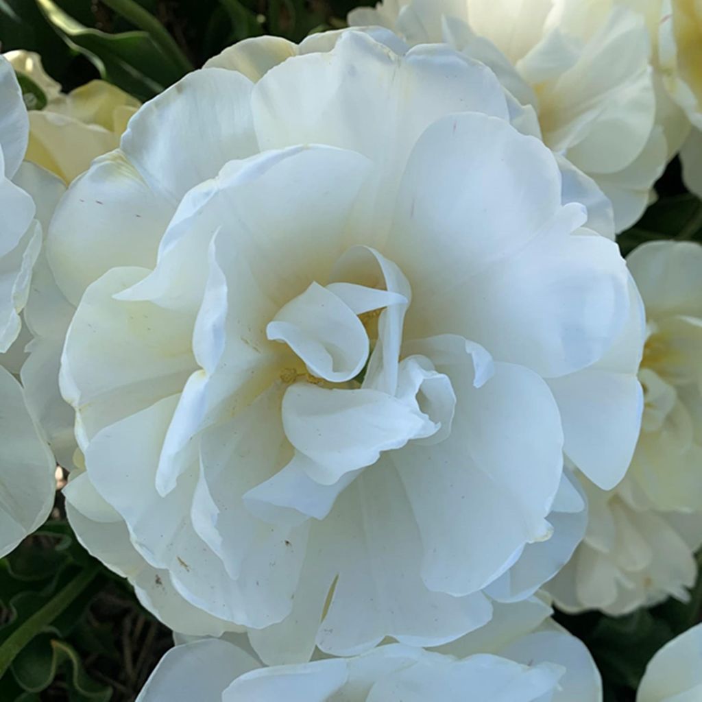 Tulpen Blumenzwiebeln Zwiebeln Blumen Gefüllte Tulpe Produktbild 