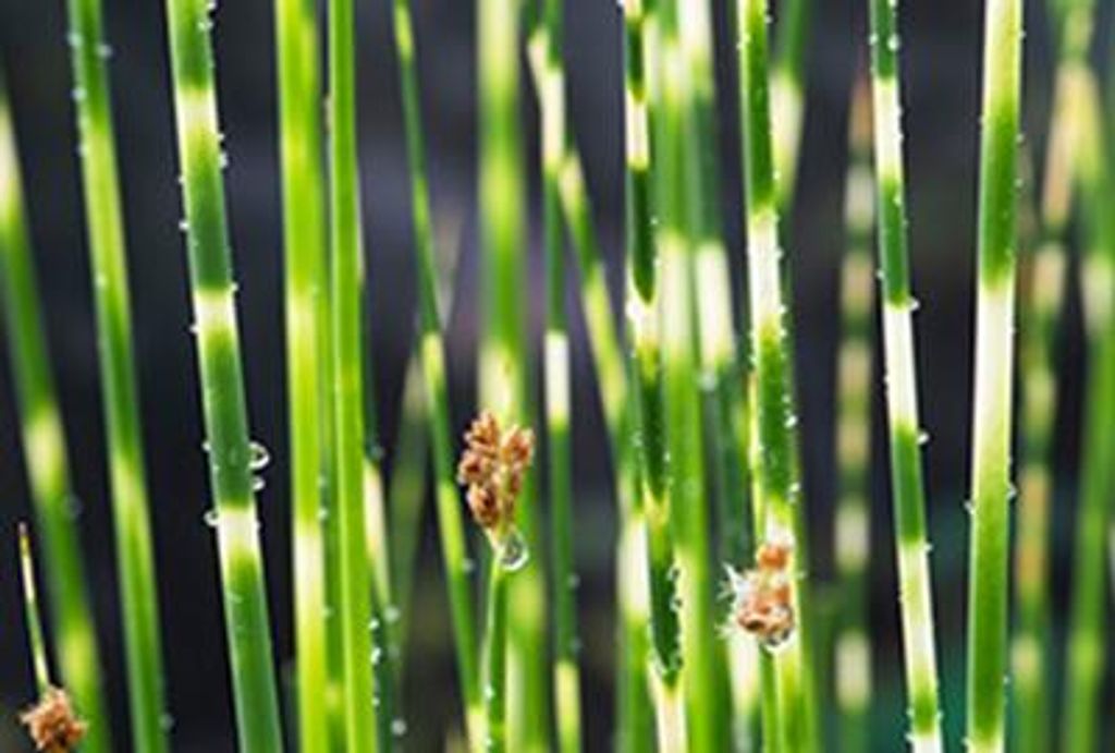 6 x Scirpus tabern. 'Zebrinus' ( schoenoplectus) - Zebraschachtelhalm - Topf 9 x 9 cm