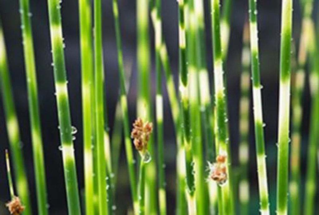 Scirpus tabern. Zebrinus - 6 plantes aquatiques à feuillage strié