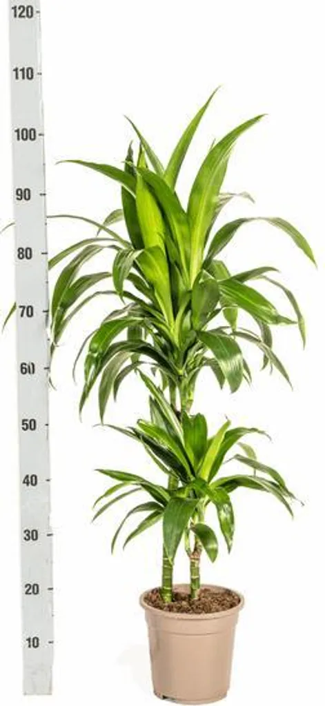Plante increvable Dracaena Lisa 19cm - Dragonnier vert pour débutant - 4