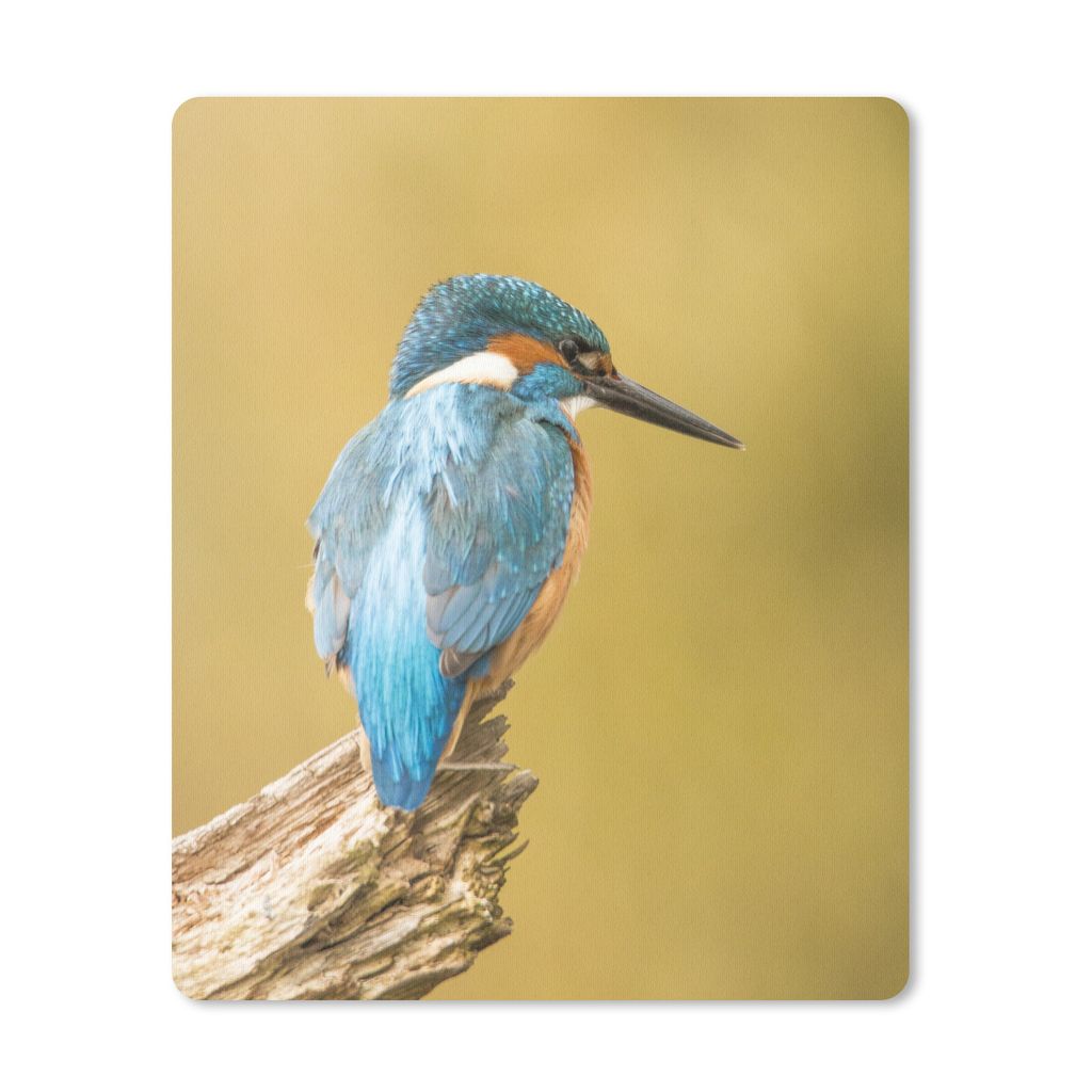 MuchoWow Mauspad Mousepad Holz - Eisvogel - Tiere 30x40 cm - Mousepads - Maus Mat - Pad - Mausunterlage - Mausmatten