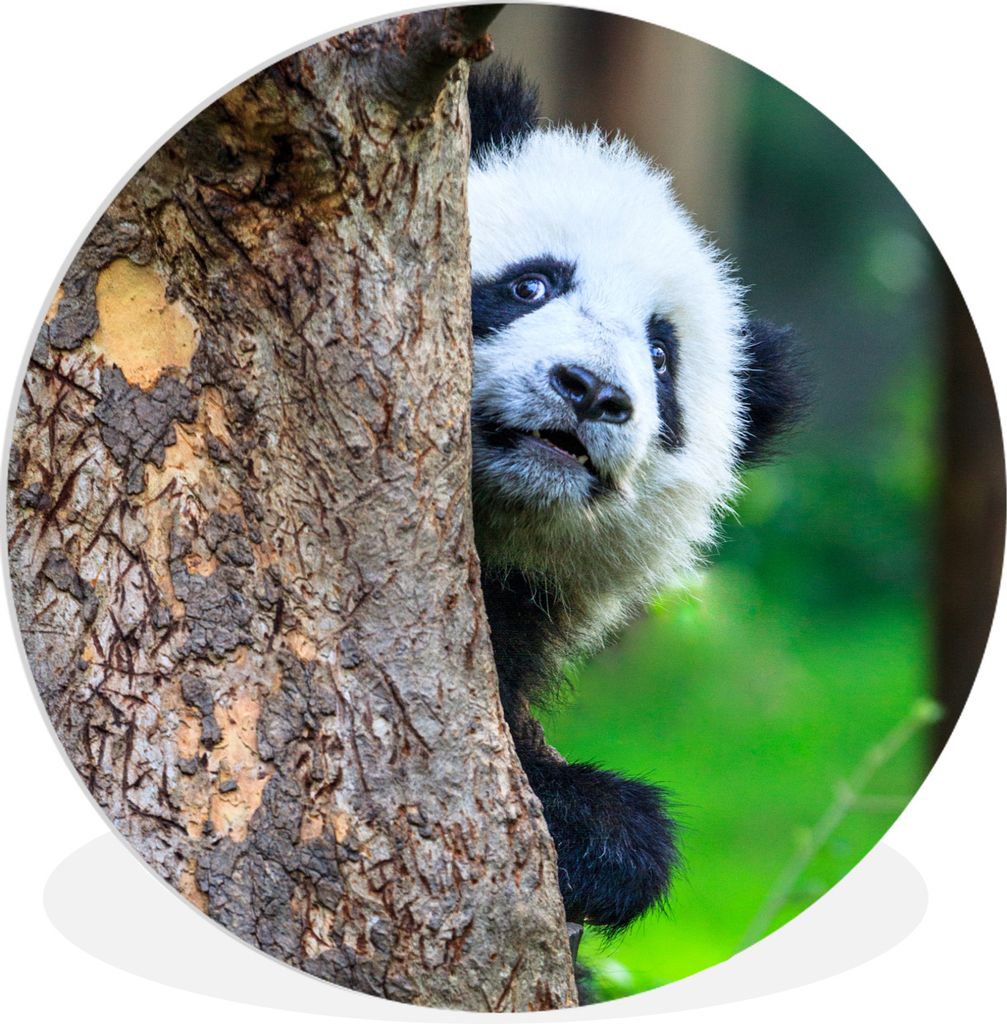 MuchoWow Rundes Wandbild - Runde Bilder Panda - Baum - Wald Ø 60 cm Kreis Wanddekoration Kunststoff - Wandkreis - Wandschmuck - Wand Kreis - Das...