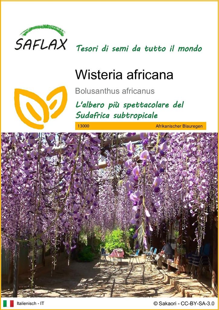SAFLAX  - Wisteria africana - 15 semi - Bolusanthus Immagine del prodotto 