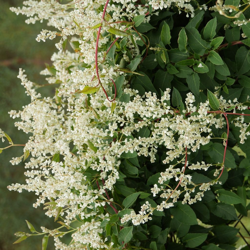 Vite di pizzo d'argento (Fallopia aubertii) 1L Immagine del prodotto 