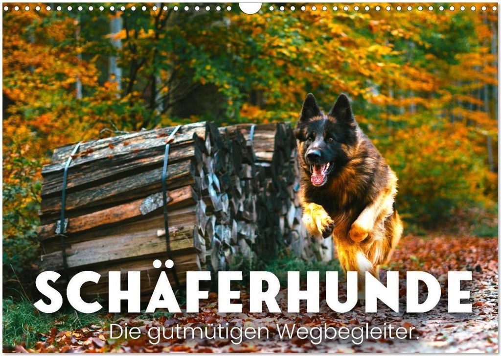 Schäferhunde - Die gutmütigen Wegbegleiter. (Wandkalender 2026 DIN A3 quer), CALVENDO Monatskalender