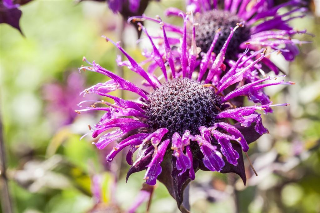 Monarda fistulosa 'Prärienacht', Indianernessel, violett, ca. 11x11 cm Topf