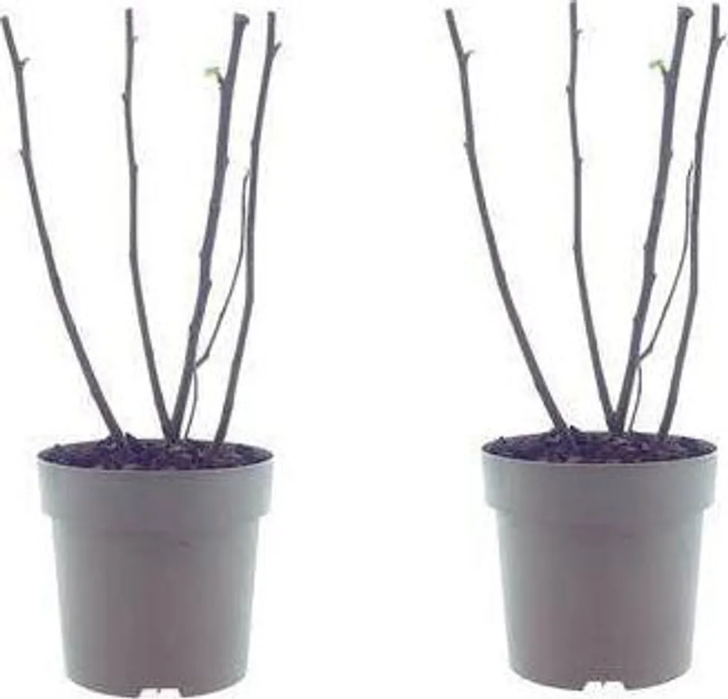 Figuier d'intérieur Ficus Bornholm 40cm Plante Verte Facile d'Entretien