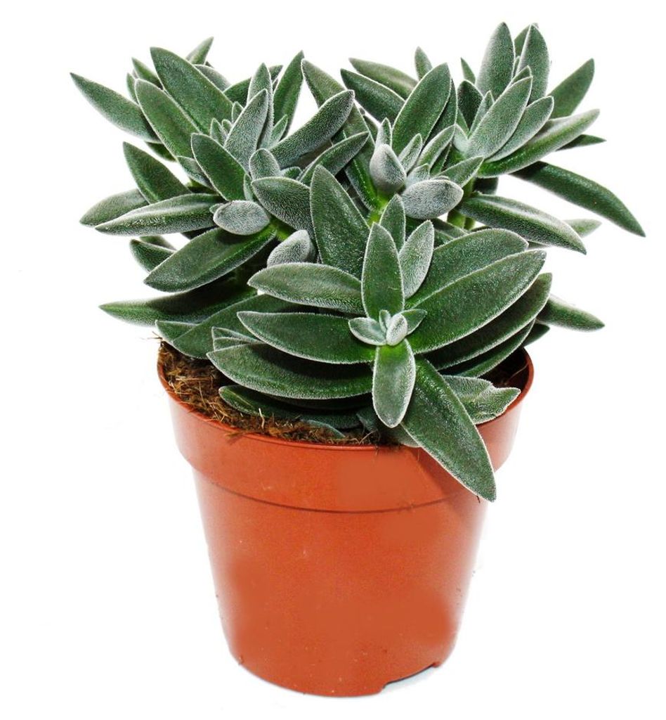 Crassula "Tarantula" - Dickblatt "Tarántula" - fácil de Imagen del producto 