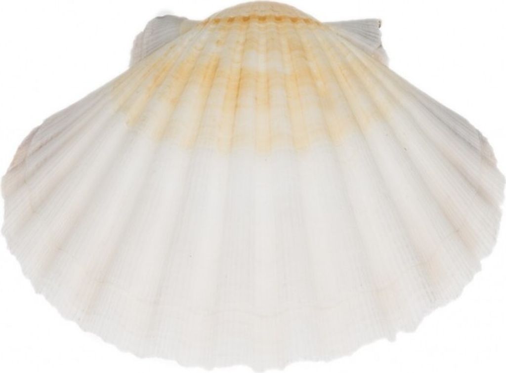 Pecten jacobaeus, Größe ca. 10-12cm | Jakobsmuschel