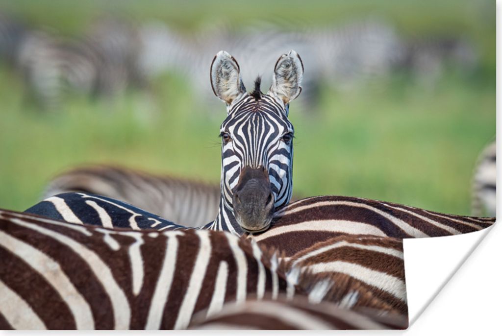 MuchoWow Poster Auffälliges Zebra 30x20 cm - Plakate - Print