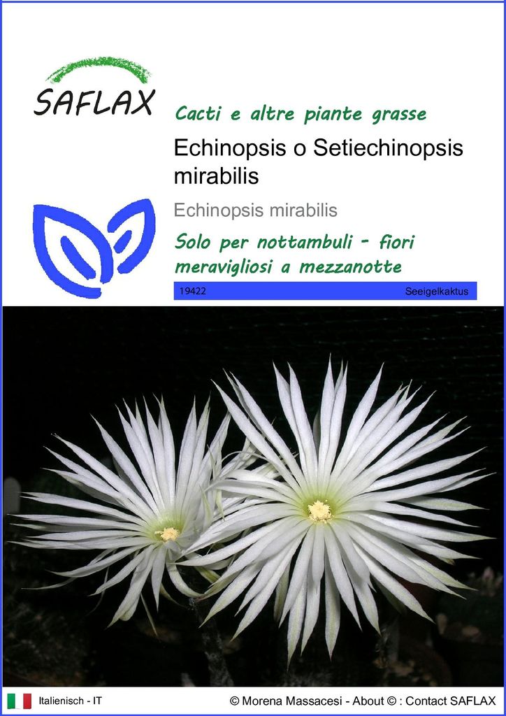 SAFLAX  - Echinopsis o Setiechinopsis mirabilis - 40 semi - Immagine del prodotto 