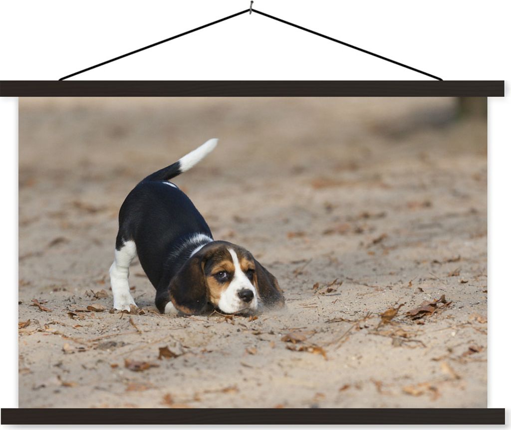 MuchoWow Textilposter Ein junger Beagle-Welpe spielt im Sand 90x60 cm mit schwarzem Rahmen - Aufhängungssatz