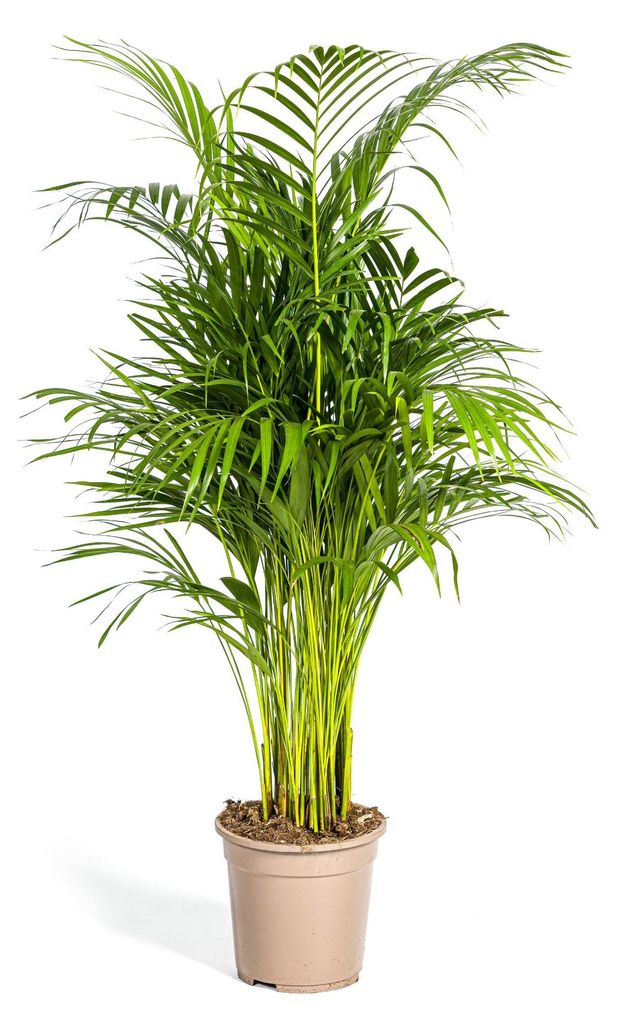 Goldfruchtpalme – Dypsis lutescens – Areca – Einzelpflanze Produktbild 