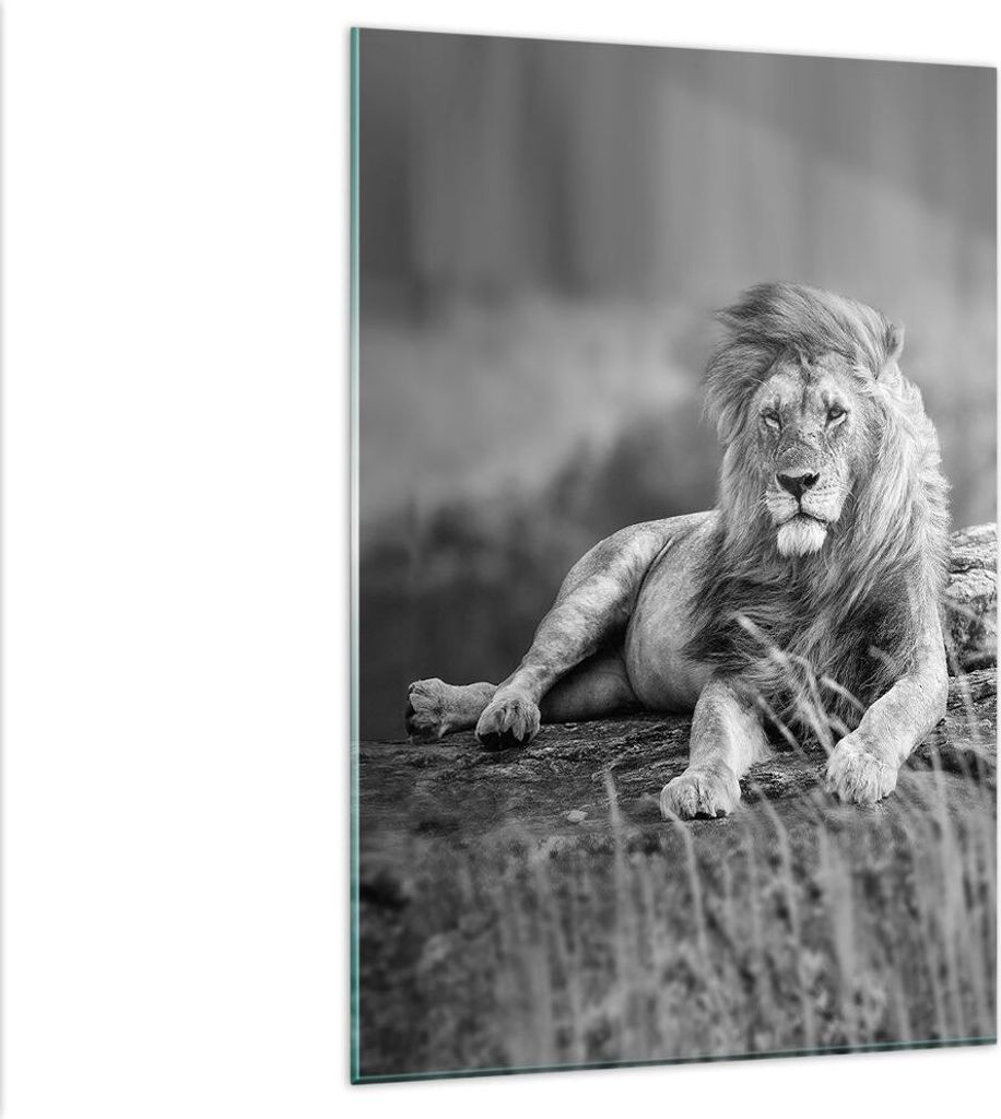 Bilder auf glas - Einteilig - Löwe Tier Natur - 80x120cm - Produktbild 