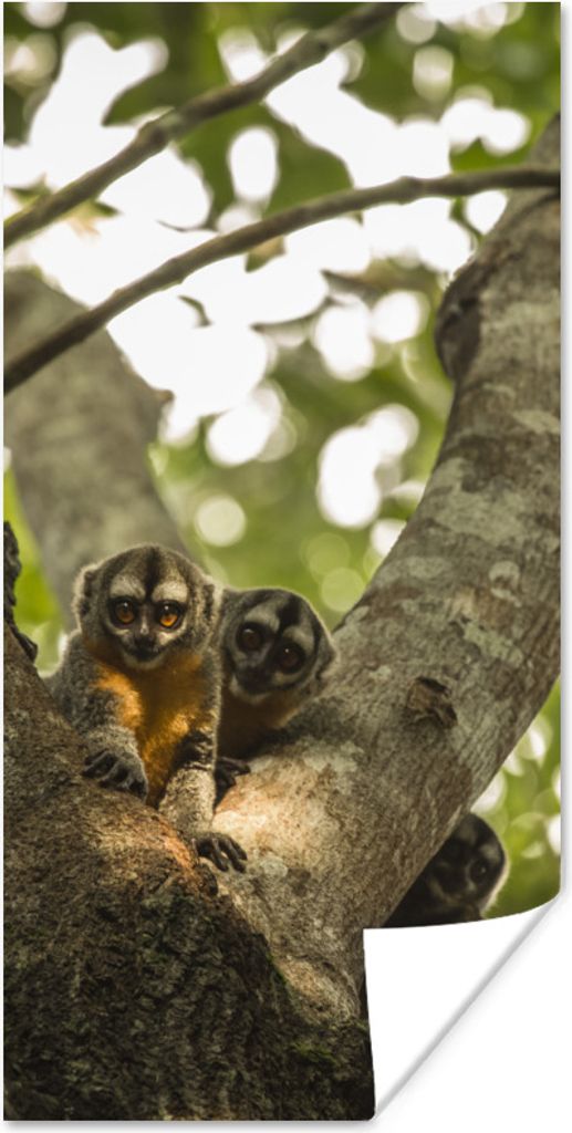 MuchoWow Poster Kleine Tiere in einem Baum 20x40 cm - Plakat - Foto