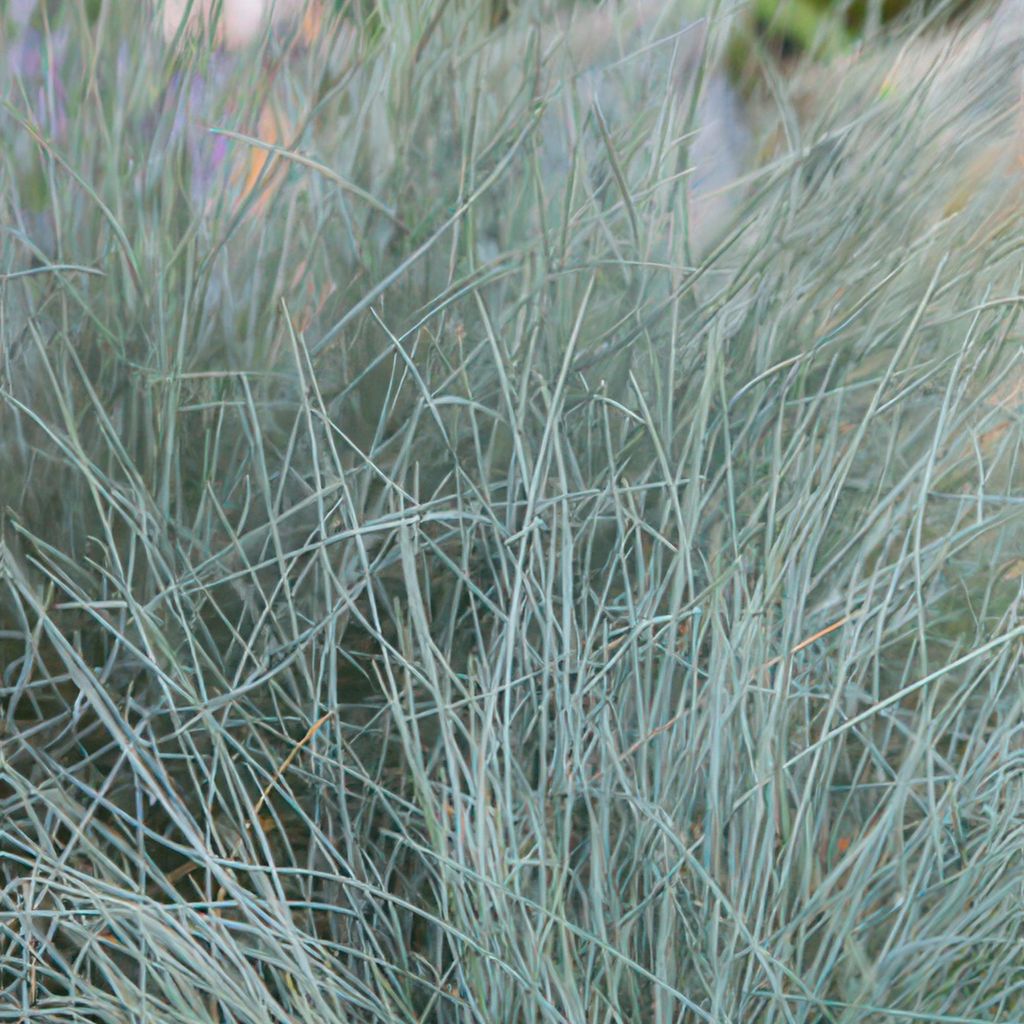 Blau-Schwingel – Festuca glauca 'Elijah Blue' – 10-25 cm – Ø9 cm – 6 Pflanzen – Ziergras – Blau-graues Gras – Pflegeleicht & Wint...