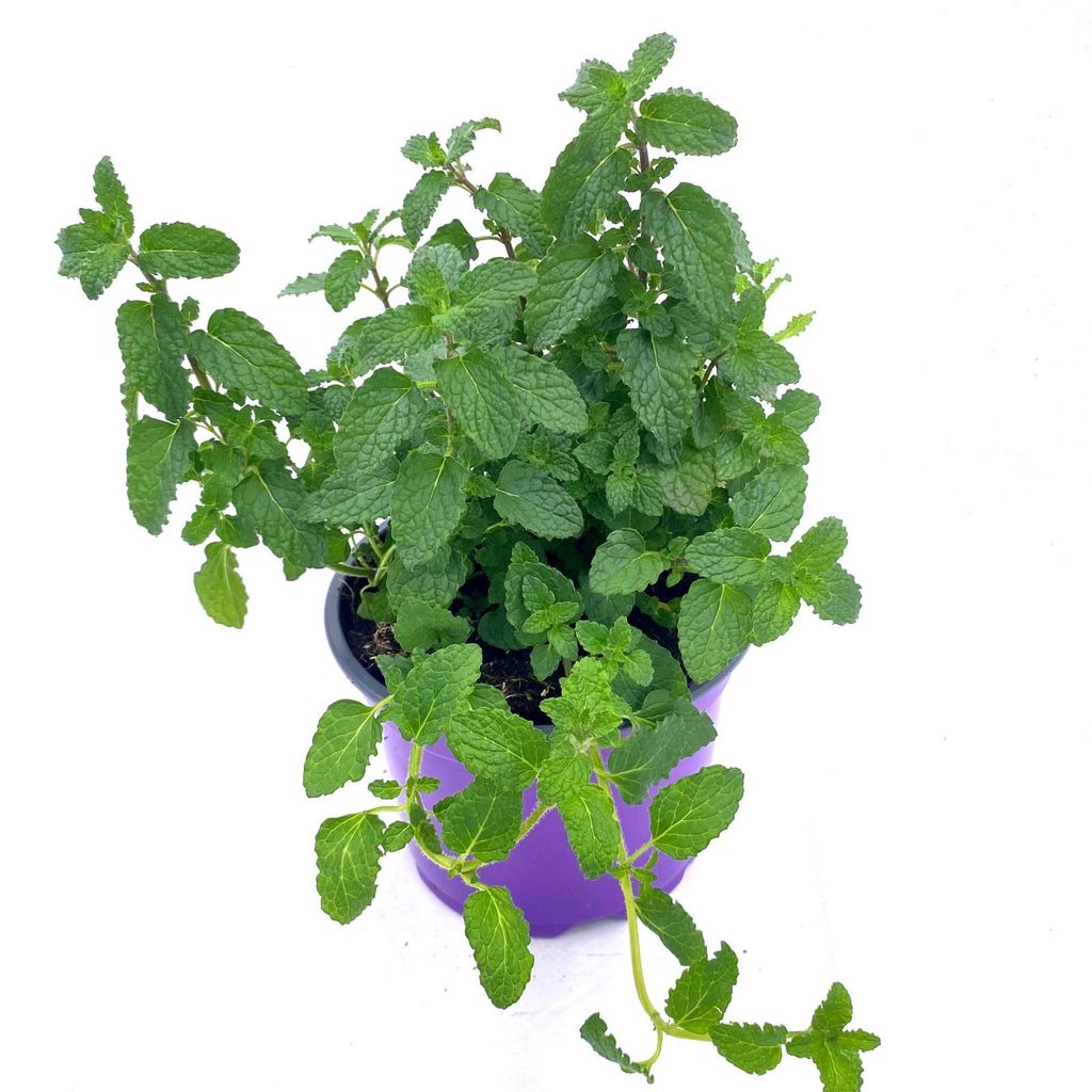 Erdbeer Minze      Mentha species  Kräuterpflanzen Produktbild 