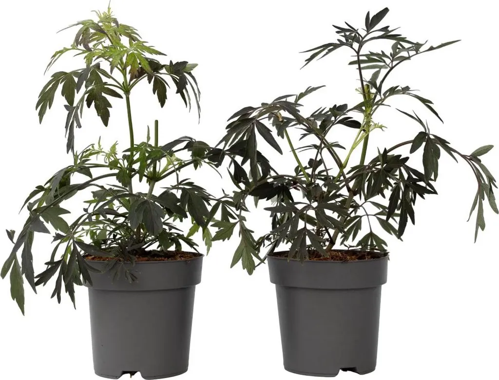 Arbuste Sambucus nigra Black Lace - Duo Sureau noir pourpre pot 17cm